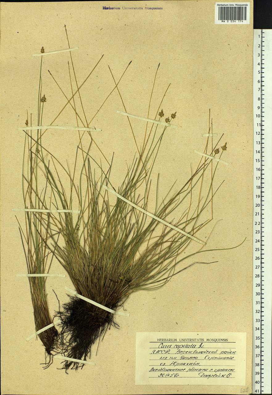 Carex capitata Sol., Siberia, Yakutia (S5) (Russia)