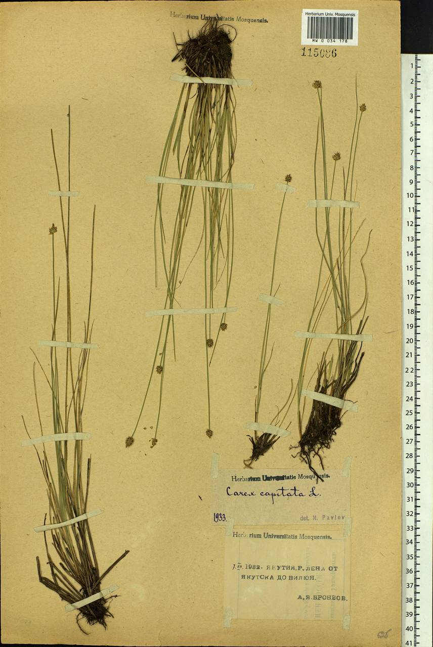 Carex capitata Sol., Siberia, Yakutia (S5) (Russia)