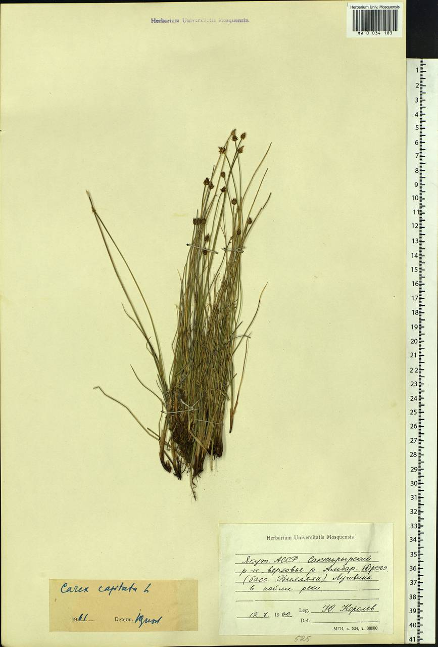 Carex capitata Sol., Siberia, Yakutia (S5) (Russia)