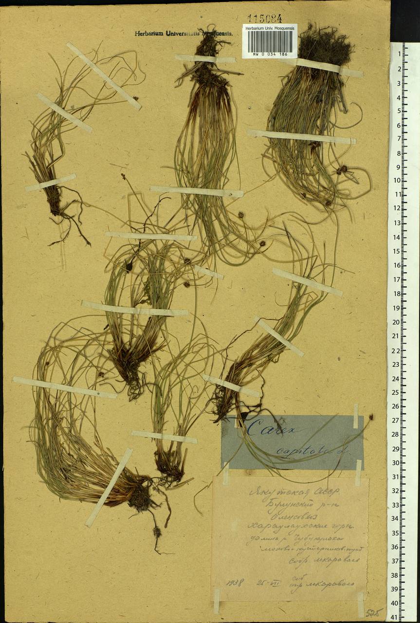 Carex capitata Sol., Siberia, Yakutia (S5) (Russia)