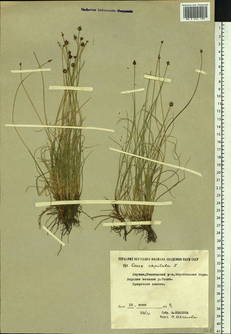 Carex capitata Sol., Siberia, Yakutia (S5) (Russia)