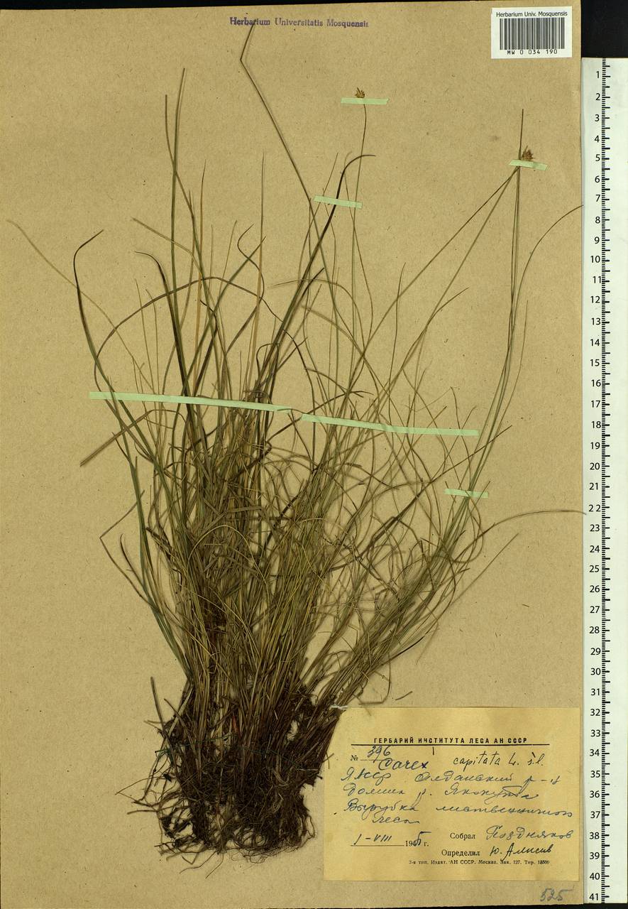 Carex capitata Sol., Siberia, Yakutia (S5) (Russia)