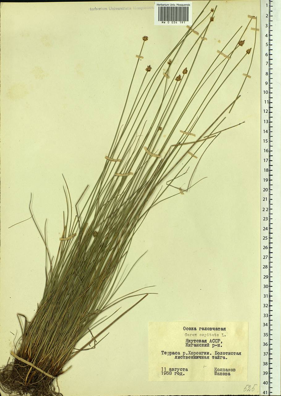 Carex capitata Sol., Siberia, Yakutia (S5) (Russia)