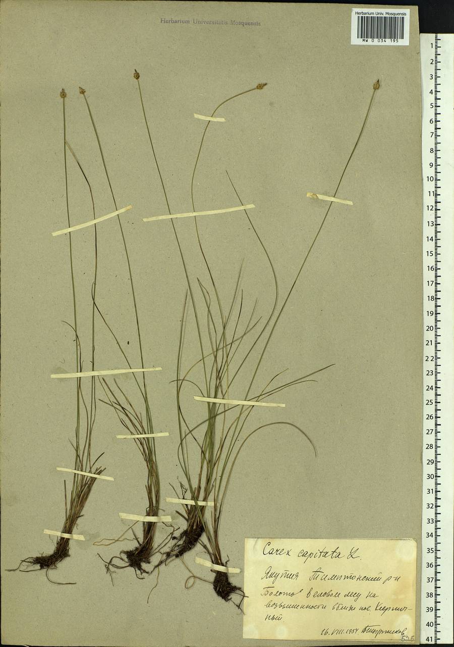 Carex capitata Sol., Siberia, Yakutia (S5) (Russia)