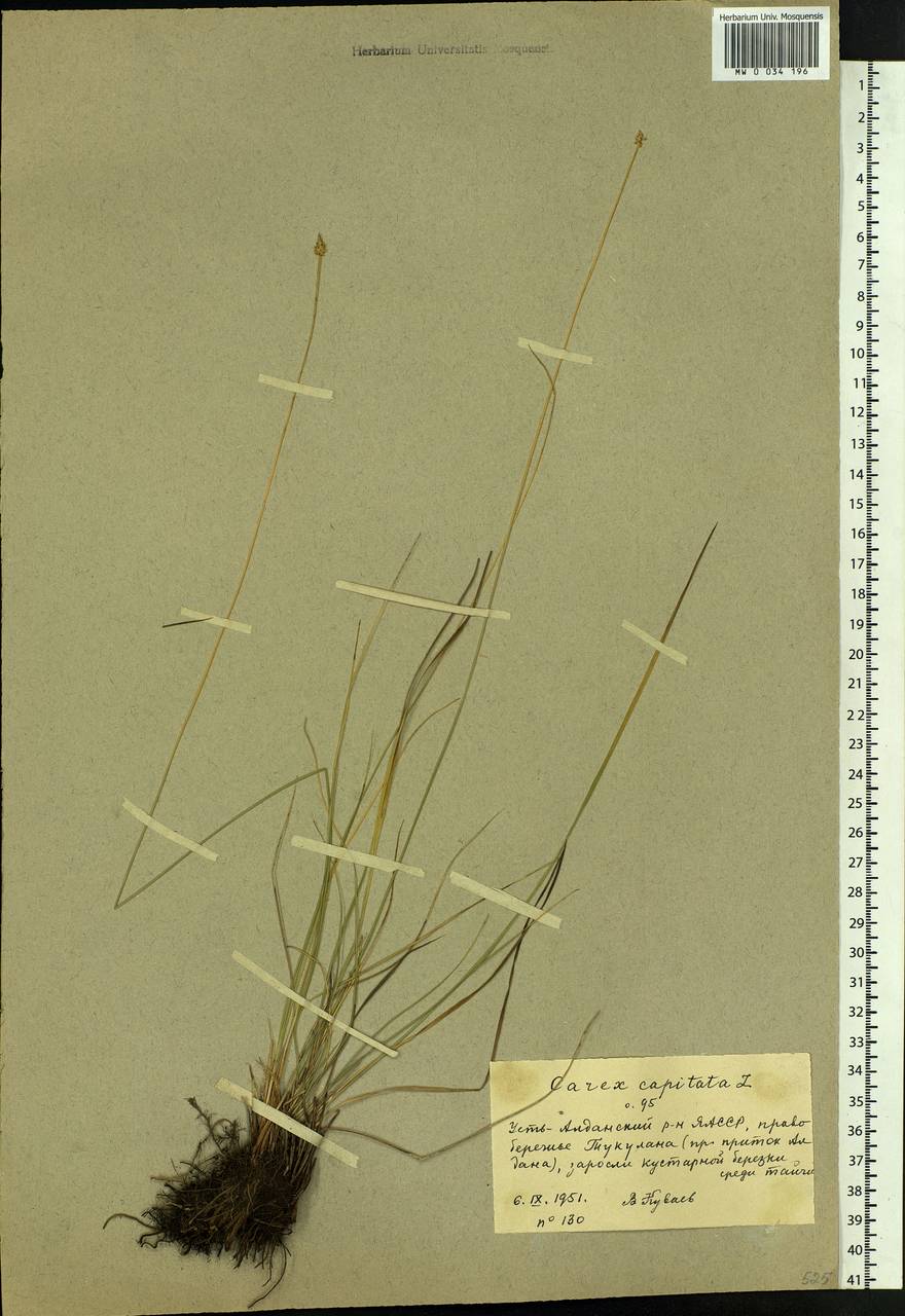 Carex capitata Sol., Siberia, Yakutia (S5) (Russia)