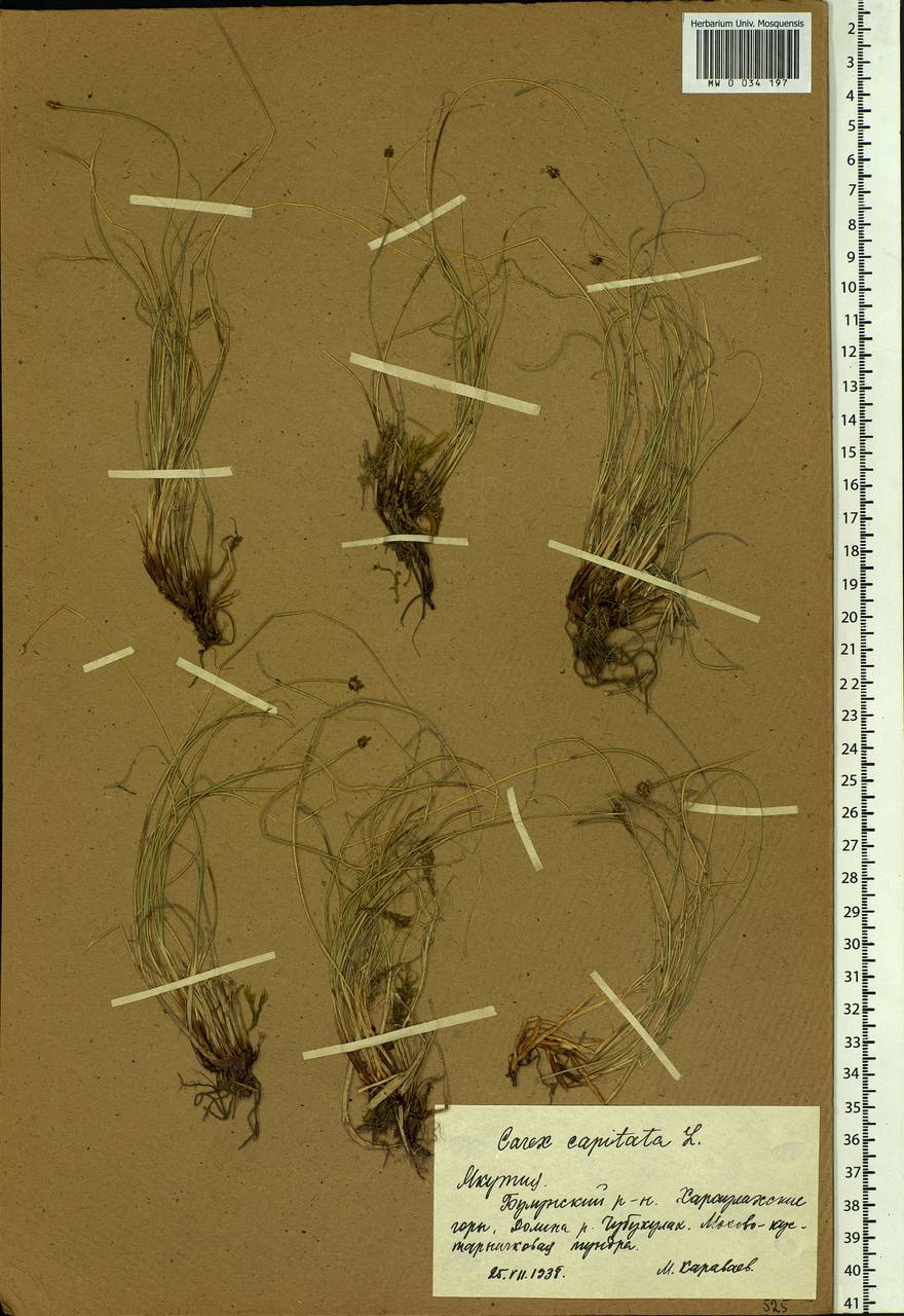 Carex capitata Sol., Siberia, Yakutia (S5) (Russia)