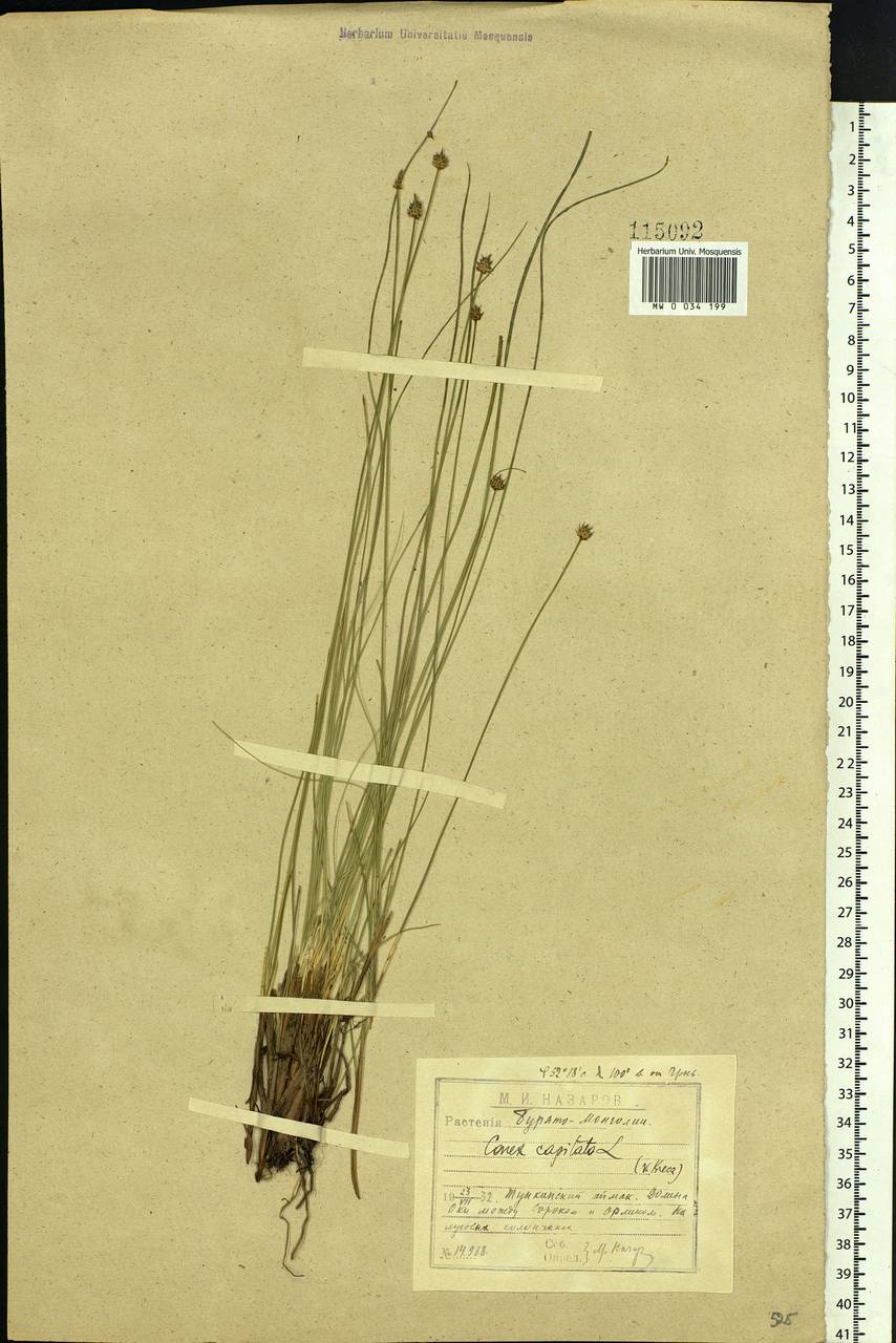 Carex capitata Sol., Siberia, Baikal & Transbaikal region (S4) (Russia)