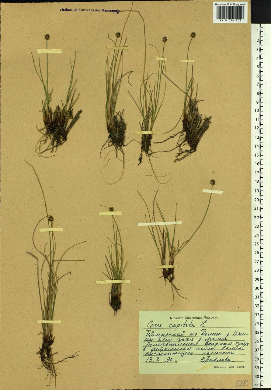 Carex capitata Sol., Siberia, Central Siberia (S3) (Russia)