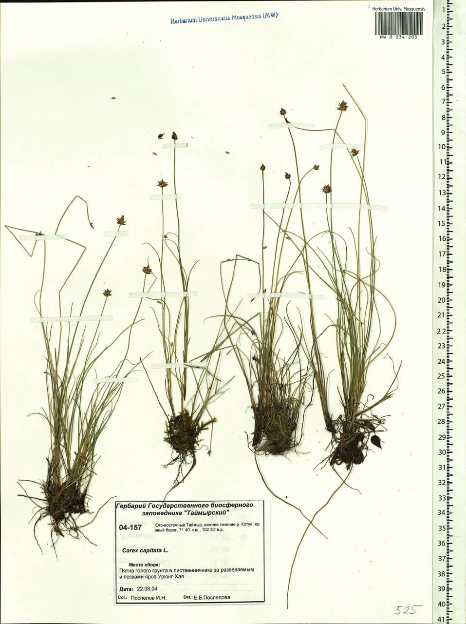 Carex capitata Sol., Siberia, Central Siberia (S3) (Russia)