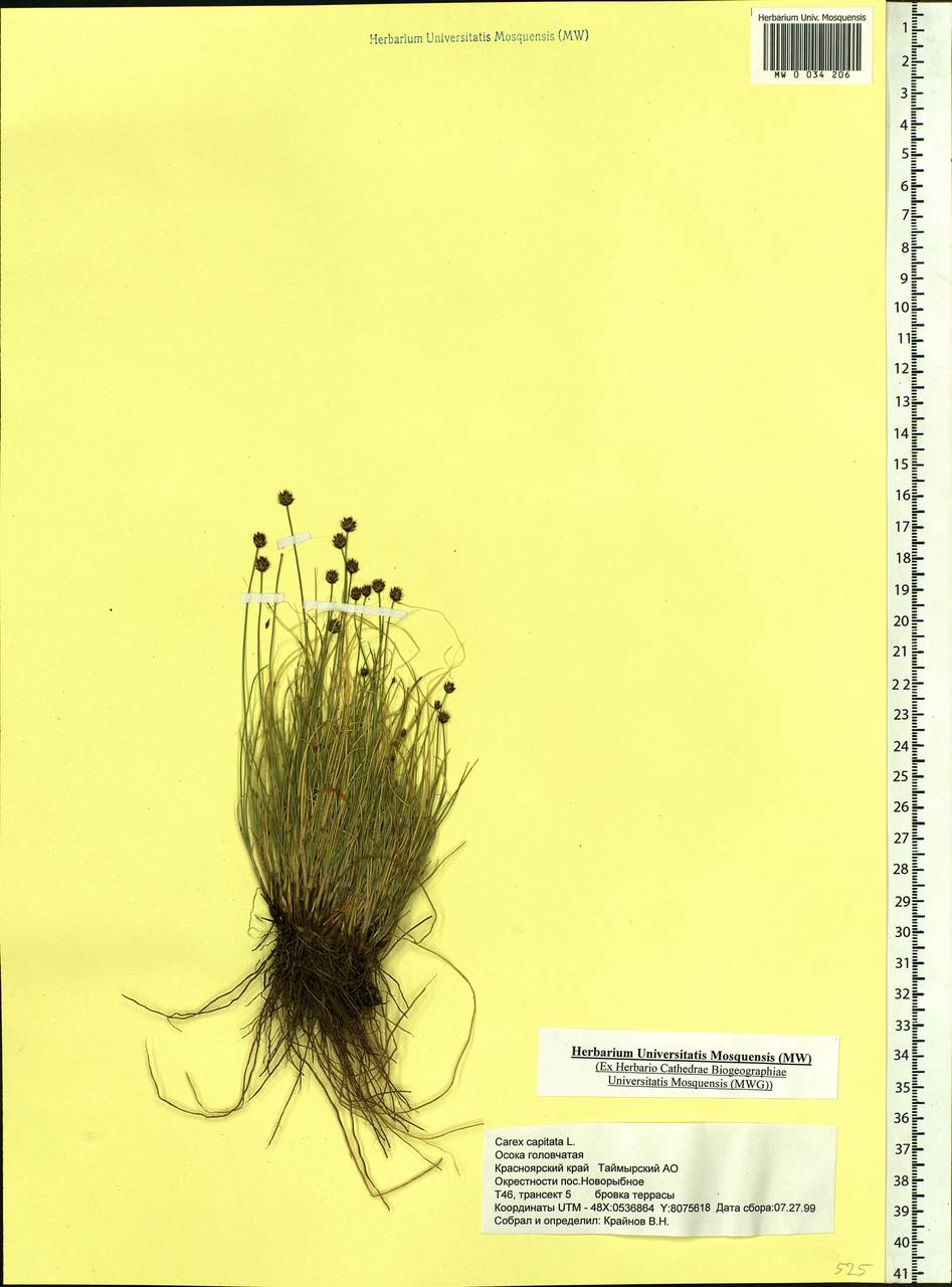 Carex capitata Sol., Siberia, Central Siberia (S3) (Russia)