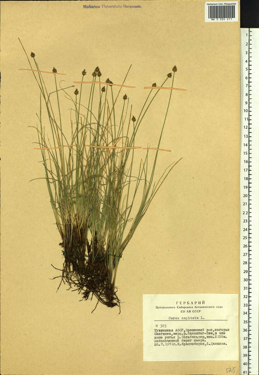 Carex capitata Sol., Siberia, Altai & Sayany Mountains (S2) (Russia)