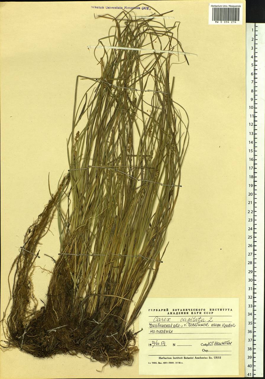 Carex capitata Sol., Eastern Europe, Eastern region (E10) (Russia)
