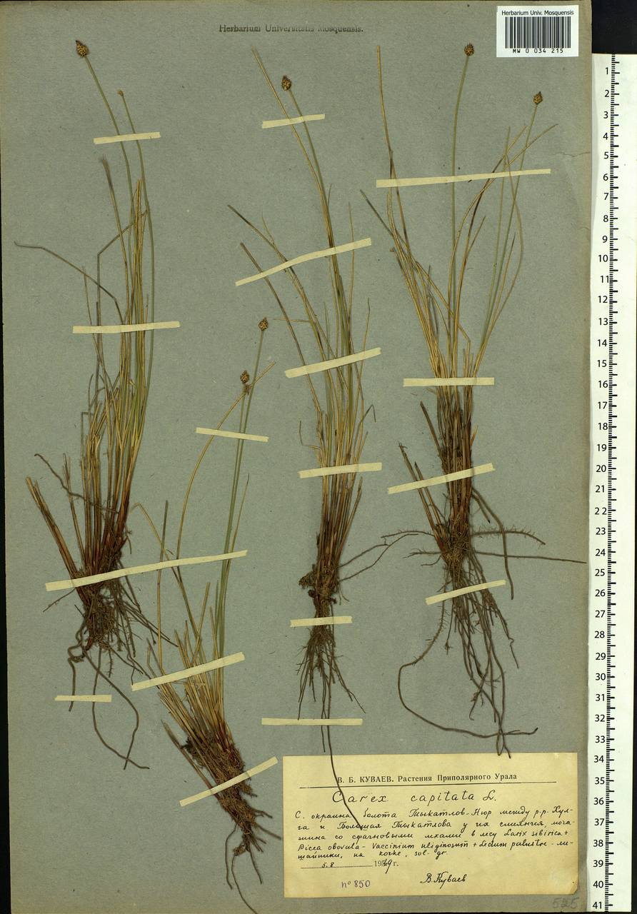 Carex capitata Sol., Siberia, Western Siberia (S1) (Russia)