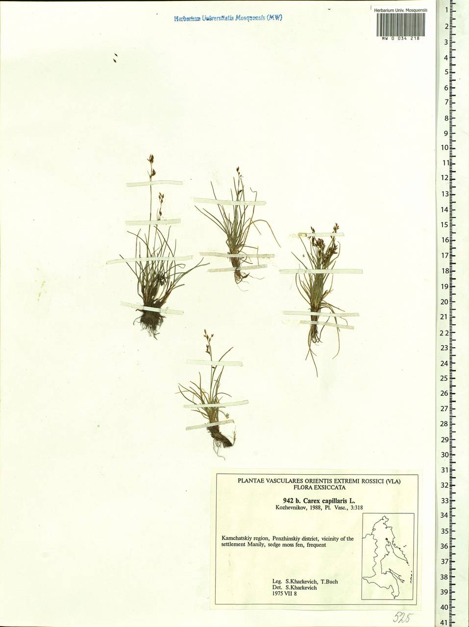 Carex capillaris L., Siberia, Chukotka & Kamchatka (S7) (Russia)