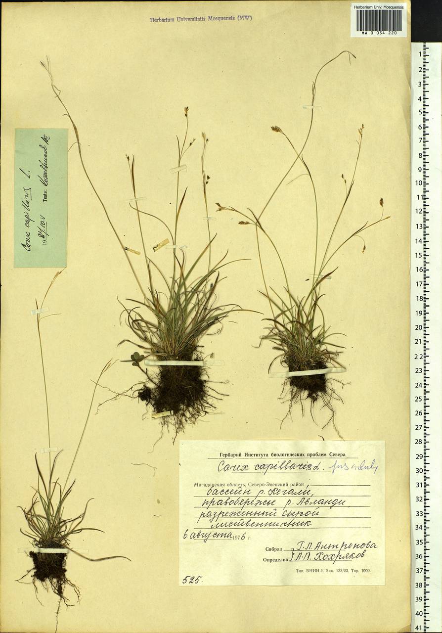 Carex capillaris L., Siberia, Chukotka & Kamchatka (S7) (Russia)