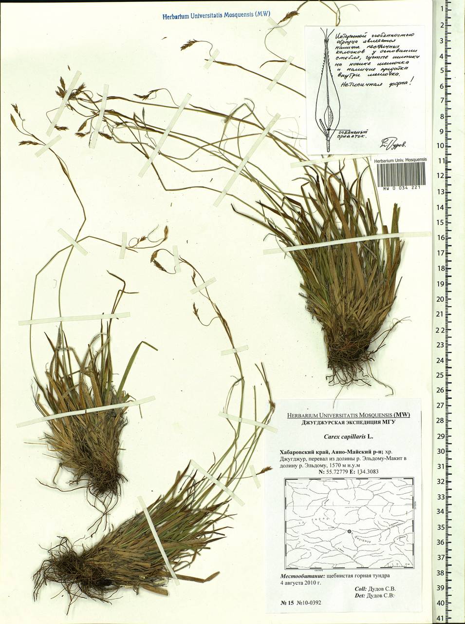 Carex capillaris L., Siberia, Russian Far East (S6) (Russia)