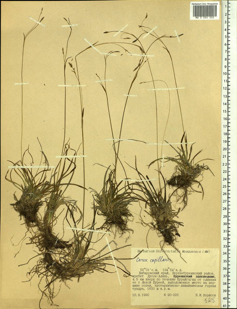 Carex capillaris L., Siberia, Russian Far East (S6) (Russia)
