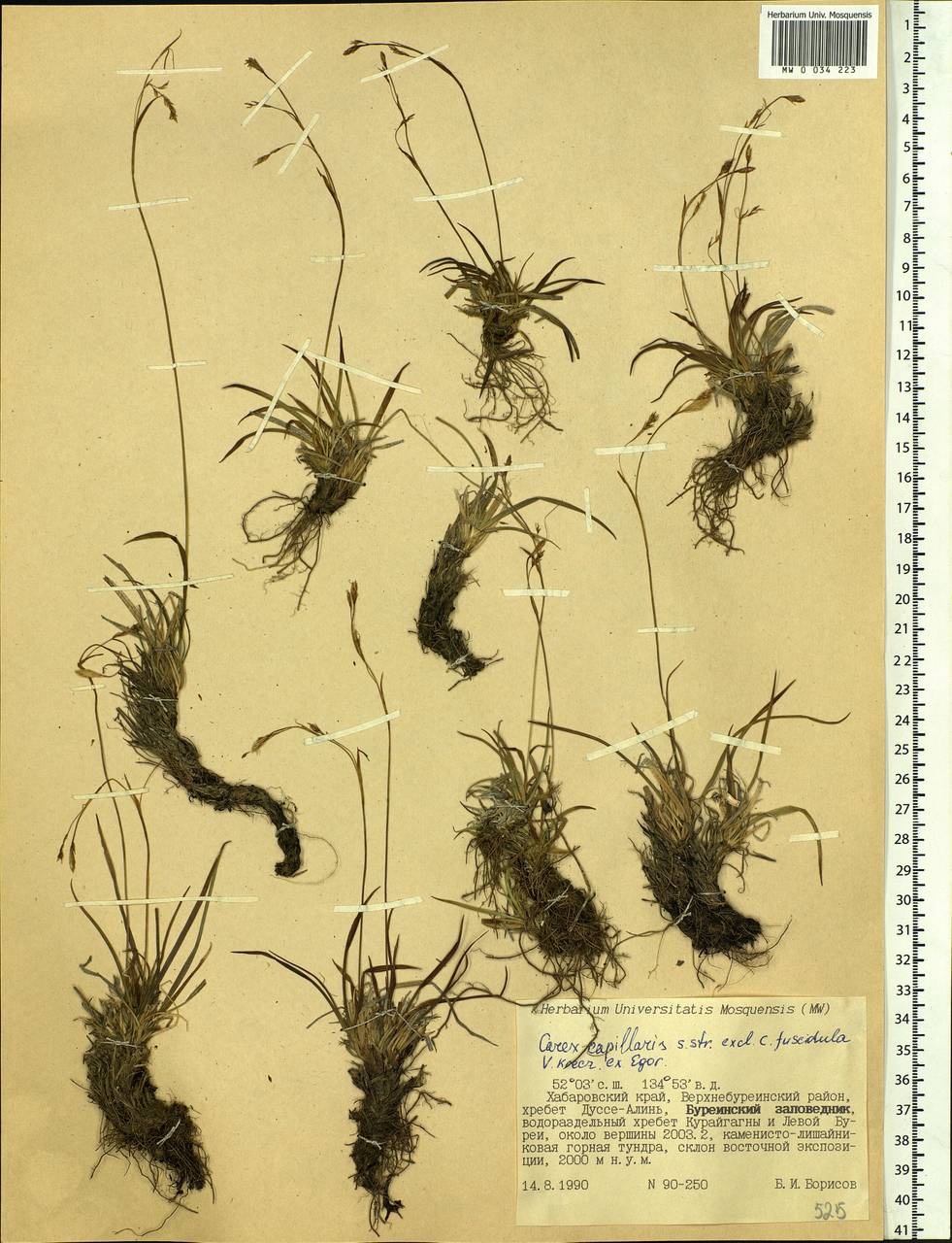 Carex capillaris L., Siberia, Russian Far East (S6) (Russia)
