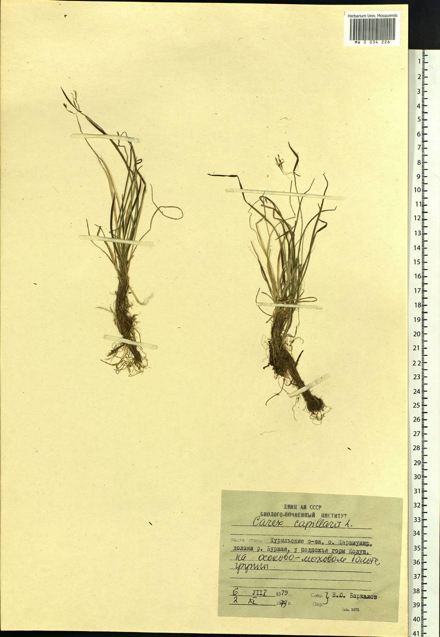 Carex capillaris L., Siberia, Russian Far East (S6) (Russia)