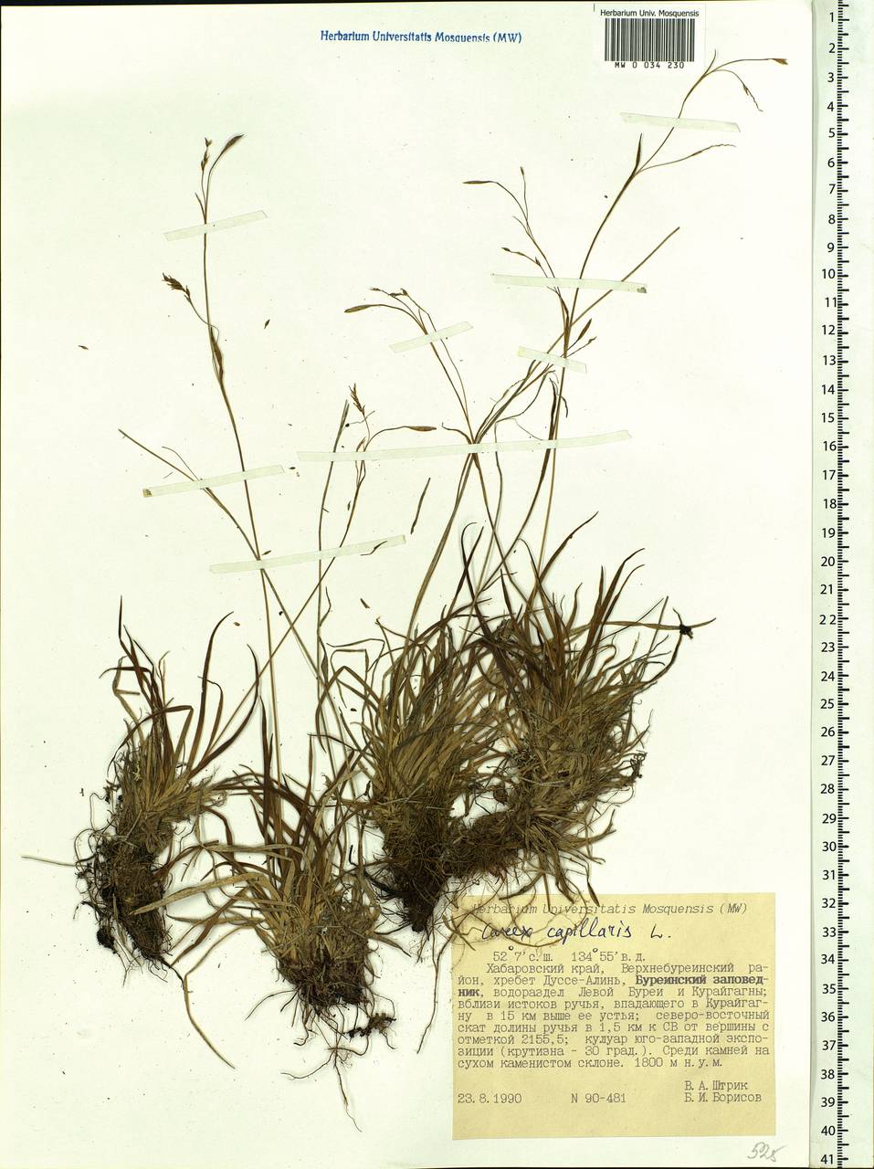 Carex capillaris L., Siberia, Russian Far East (S6) (Russia)