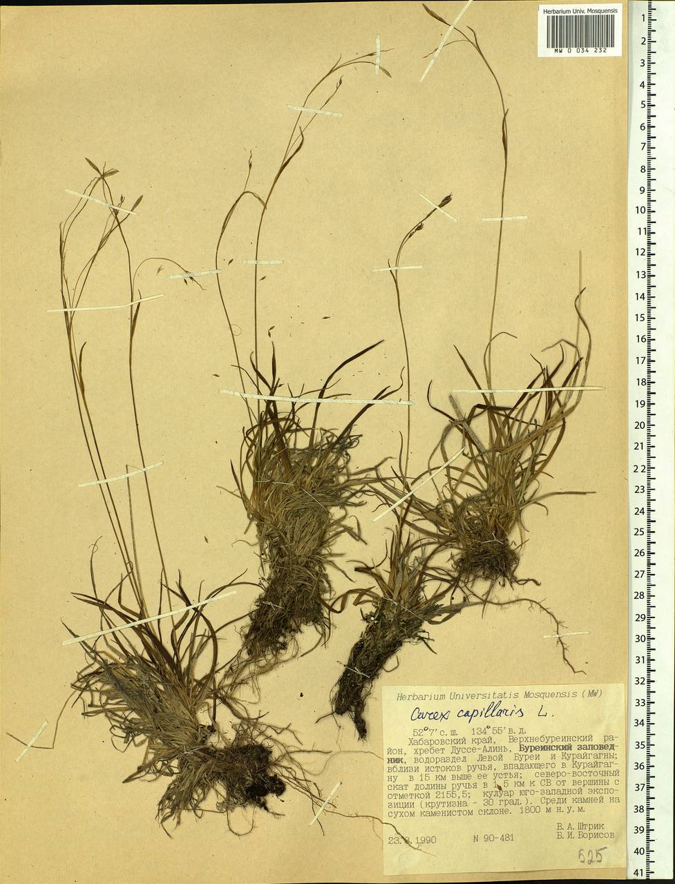 Carex capillaris L., Siberia, Russian Far East (S6) (Russia)