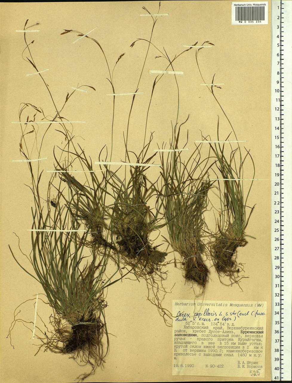 Carex capillaris L., Siberia, Russian Far East (S6) (Russia)