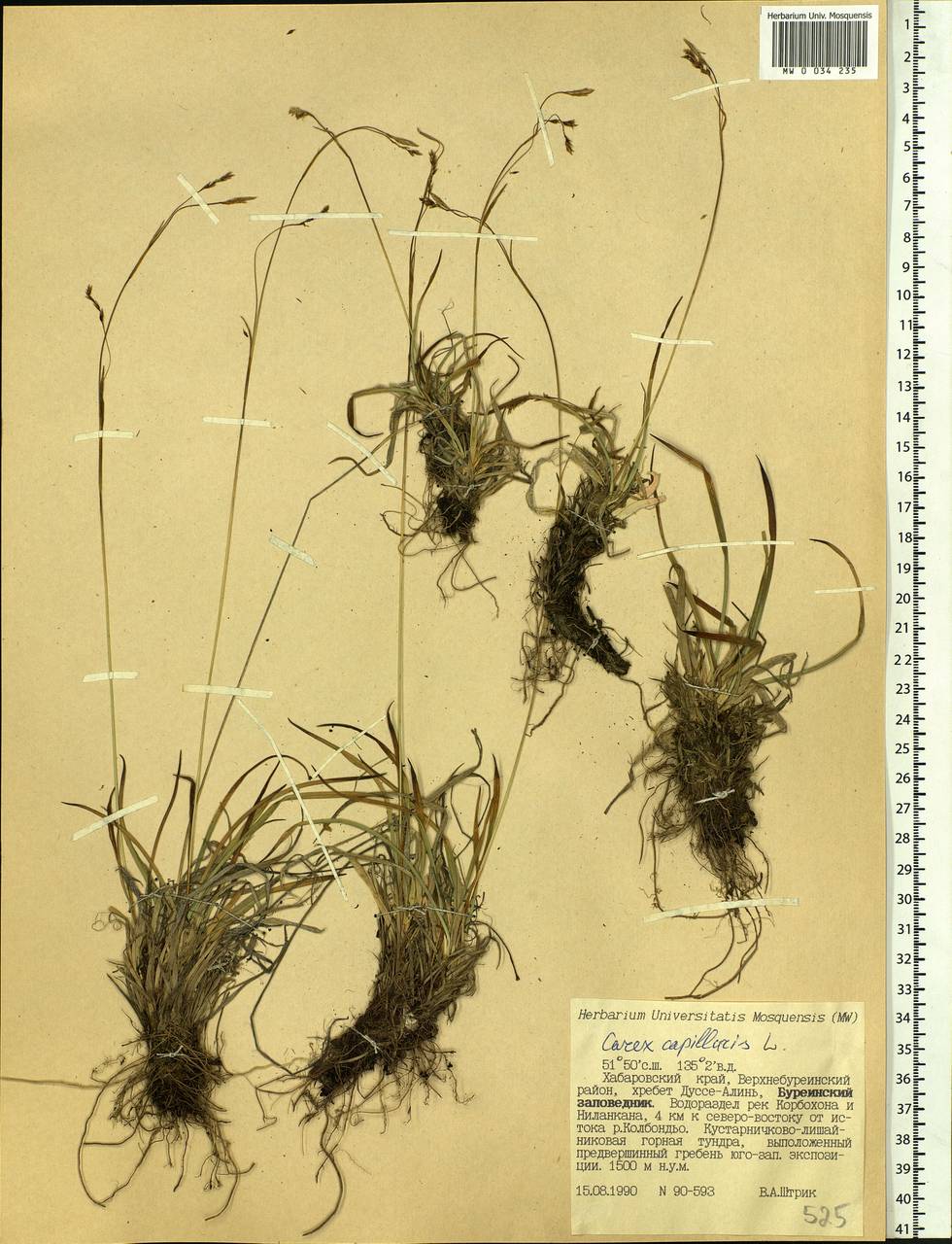 Carex capillaris L., Siberia, Russian Far East (S6) (Russia)