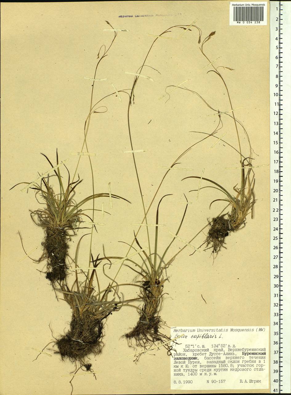 Carex capillaris L., Siberia, Russian Far East (S6) (Russia)