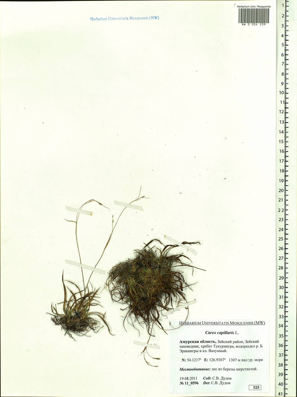Carex capillaris L., Siberia, Russian Far East (S6) (Russia)