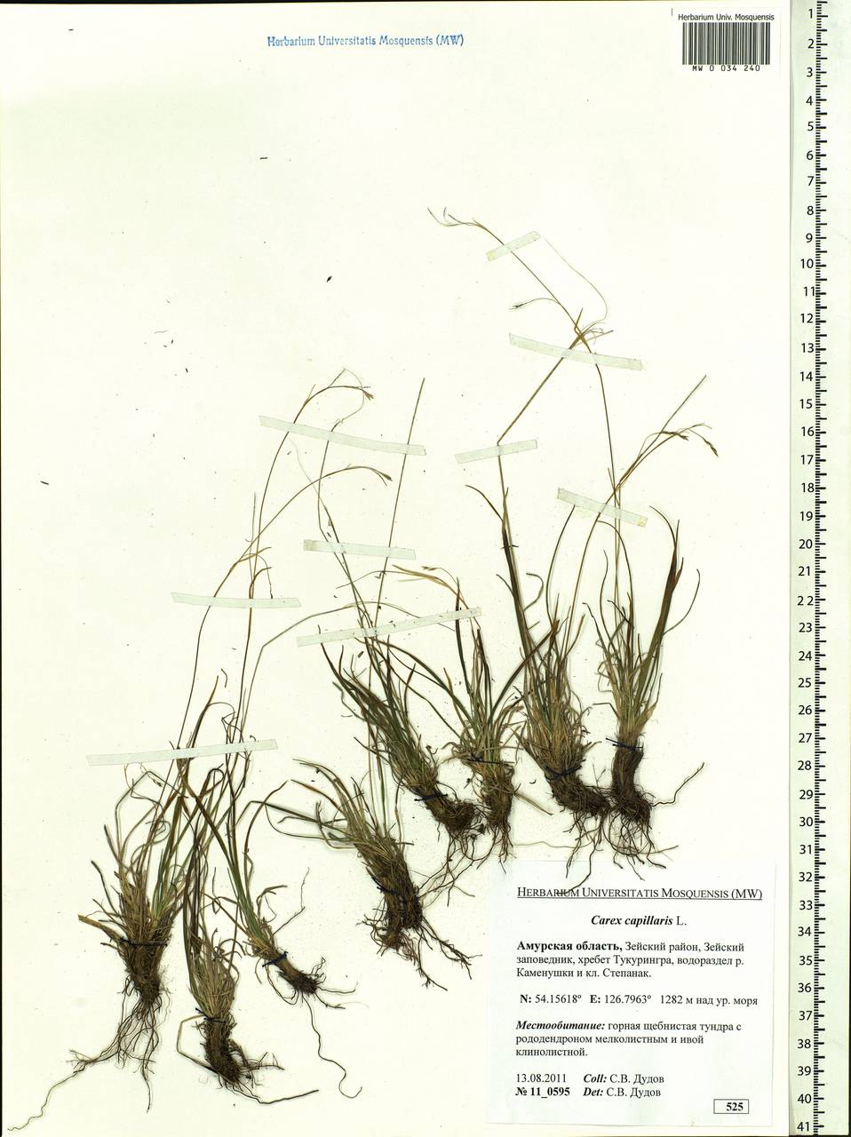 Carex capillaris L., Siberia, Russian Far East (S6) (Russia)