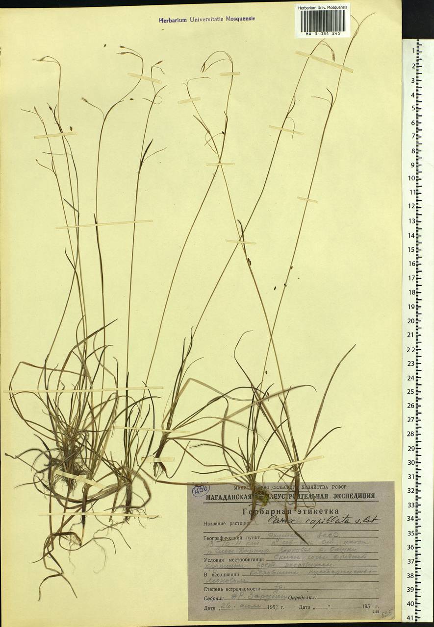Carex capillaris L., Siberia, Yakutia (S5) (Russia)