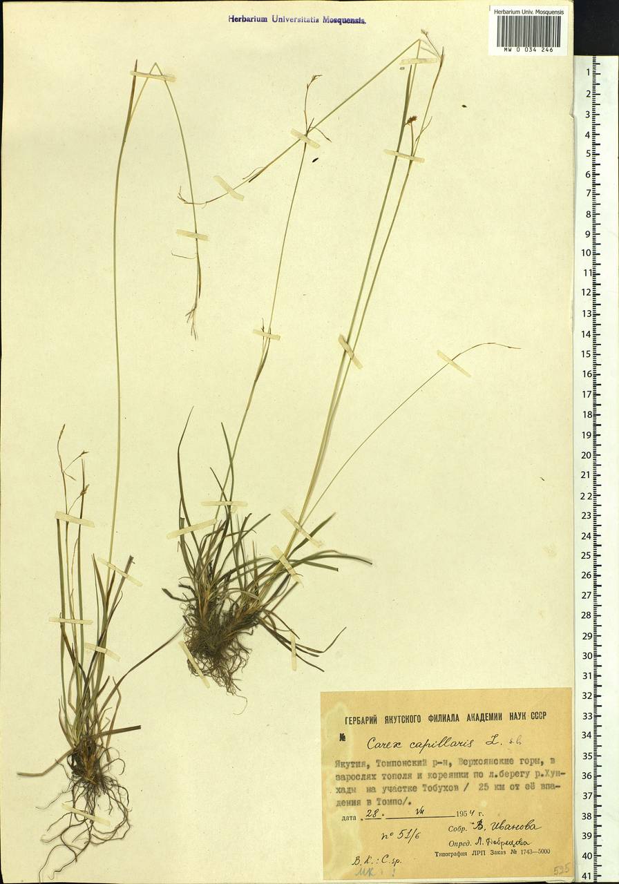 Carex capillaris L., Siberia, Yakutia (S5) (Russia)