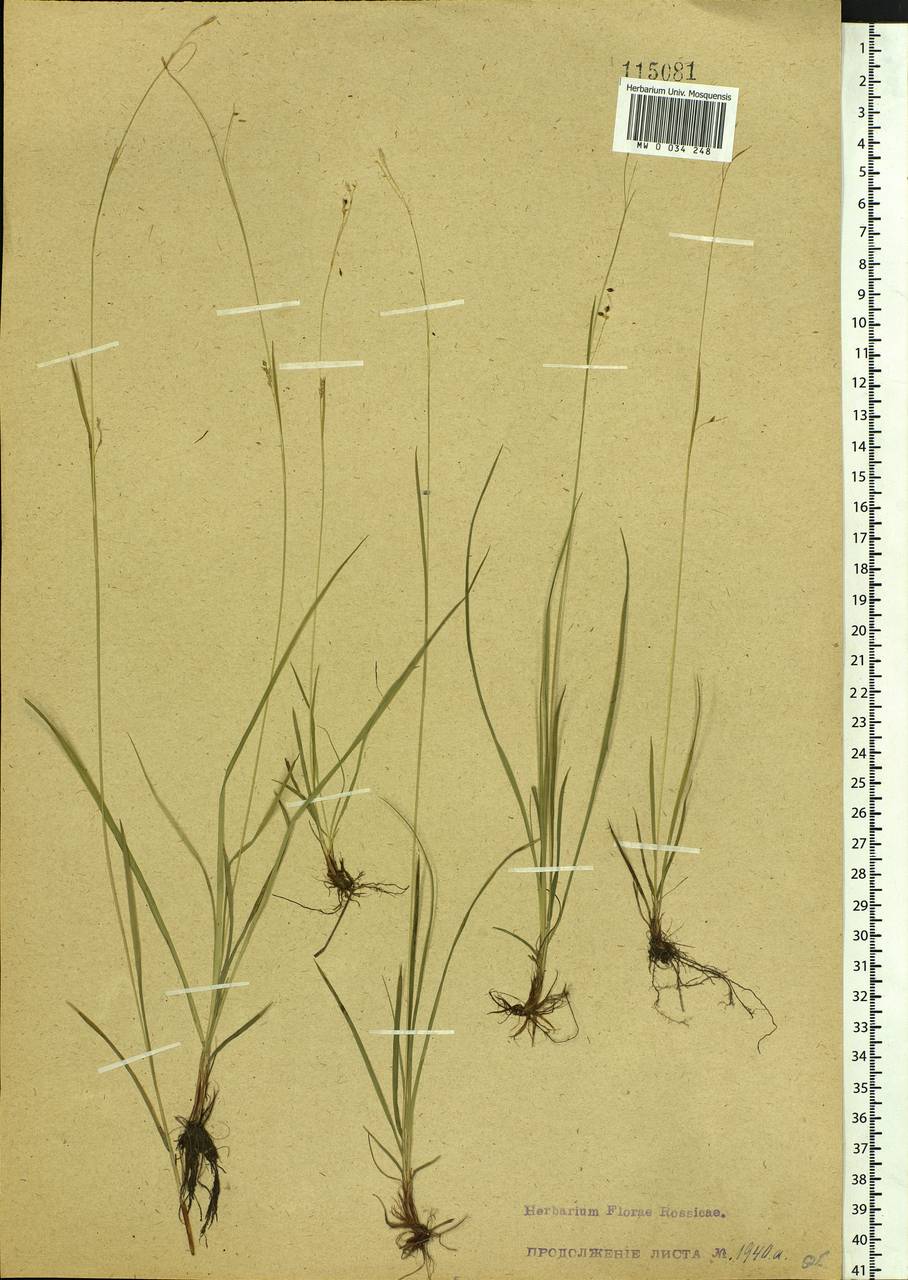 Carex capillaris L., Siberia, Baikal & Transbaikal region (S4) (Russia)
