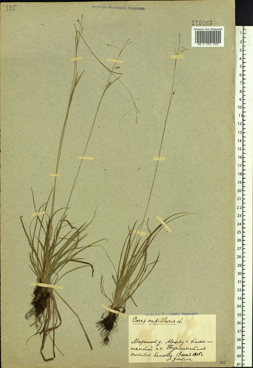 Carex capillaris L., Siberia, Altai & Sayany Mountains (S2) (Russia)