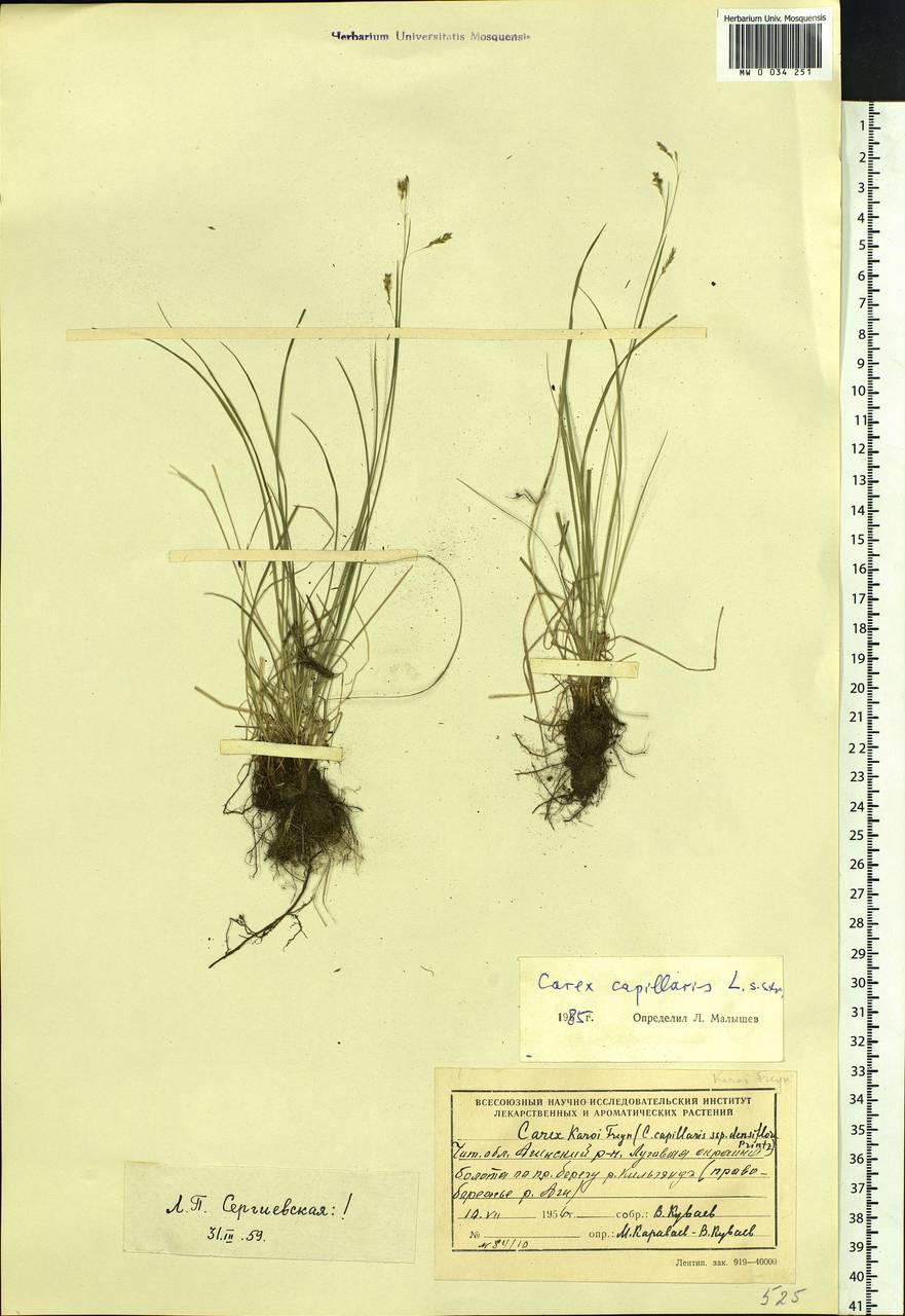 Carex capillaris L., Siberia, Baikal & Transbaikal region (S4) (Russia)
