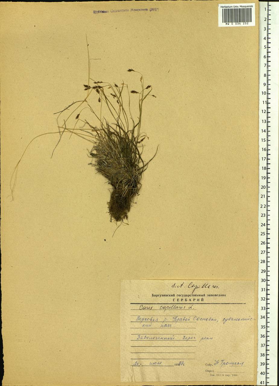 Carex capillaris L., Siberia, Baikal & Transbaikal region (S4) (Russia)