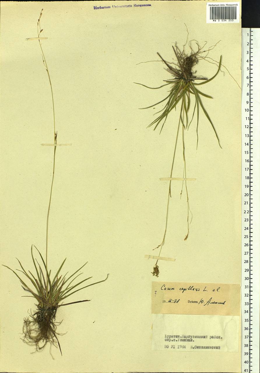 Carex capillaris L., Siberia, Baikal & Transbaikal region (S4) (Russia)