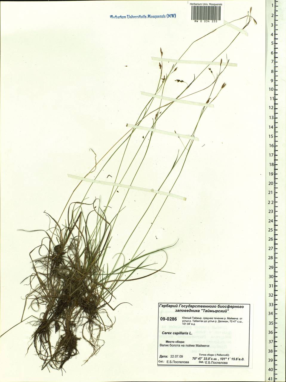 Carex capillaris L., Siberia, Central Siberia (S3) (Russia)