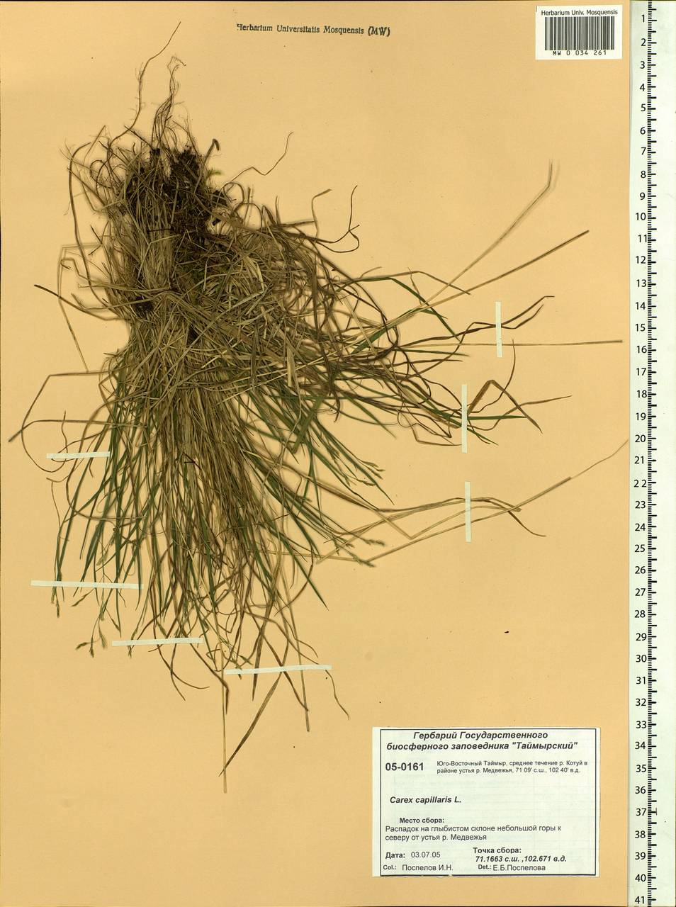 Carex capillaris L., Siberia, Central Siberia (S3) (Russia)