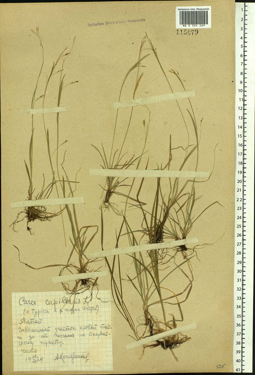 Carex capillaris L., Siberia, Altai & Sayany Mountains (S2) (Russia)