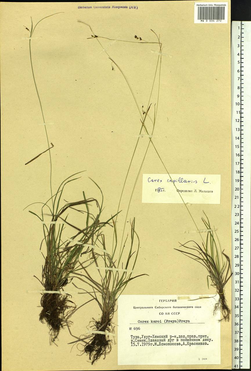 Carex capillaris L., Siberia, Altai & Sayany Mountains (S2) (Russia)