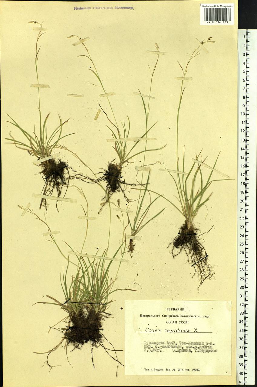 Carex capillaris L., Siberia, Altai & Sayany Mountains (S2) (Russia)