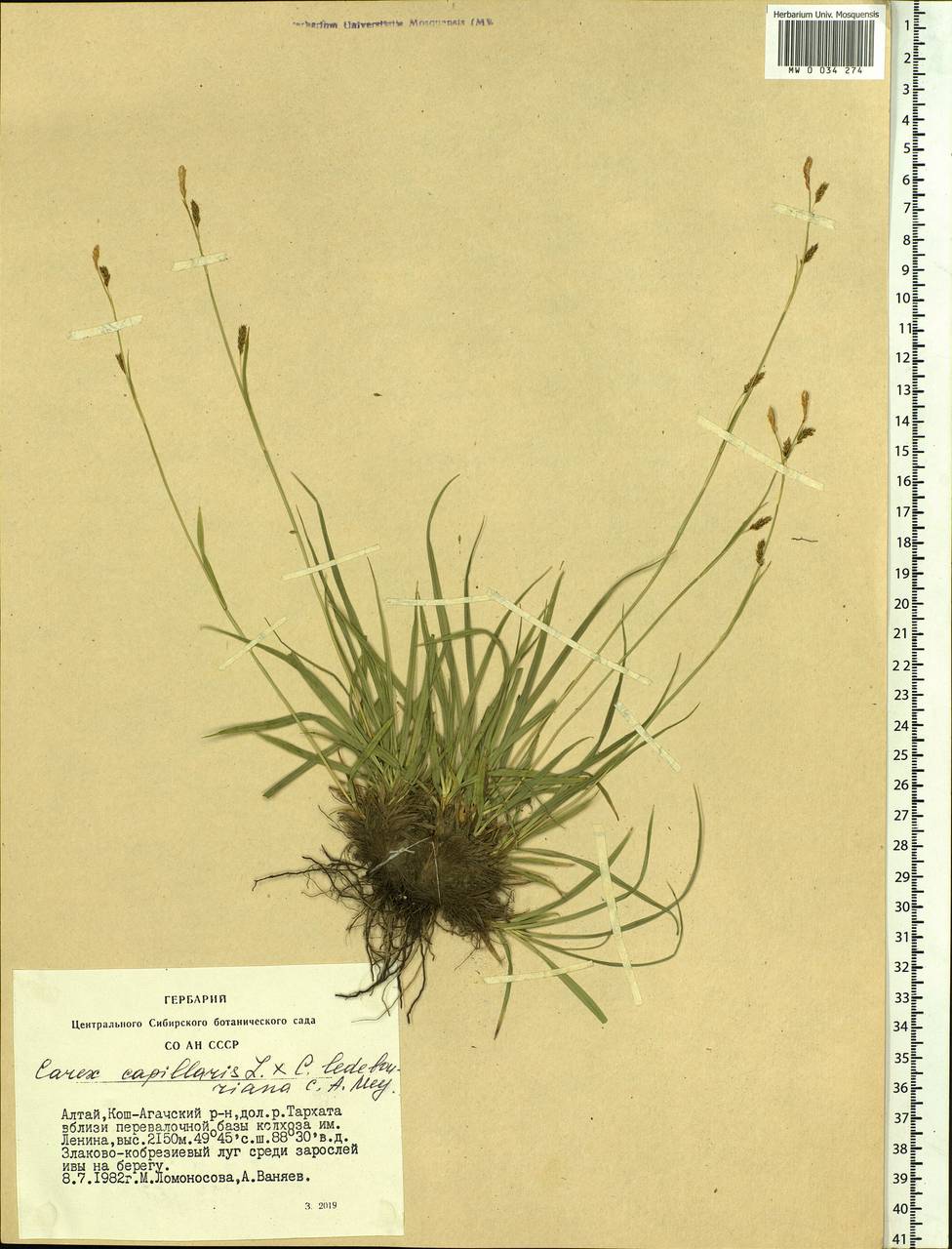 Carex capillaris L., Siberia, Altai & Sayany Mountains (S2) (Russia)