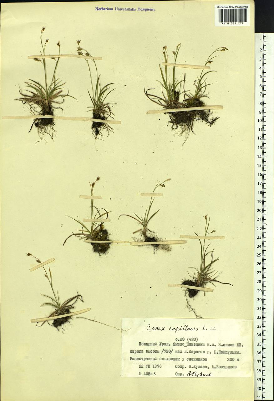 Carex capillaris L., Siberia, Western Siberia (S1) (Russia)