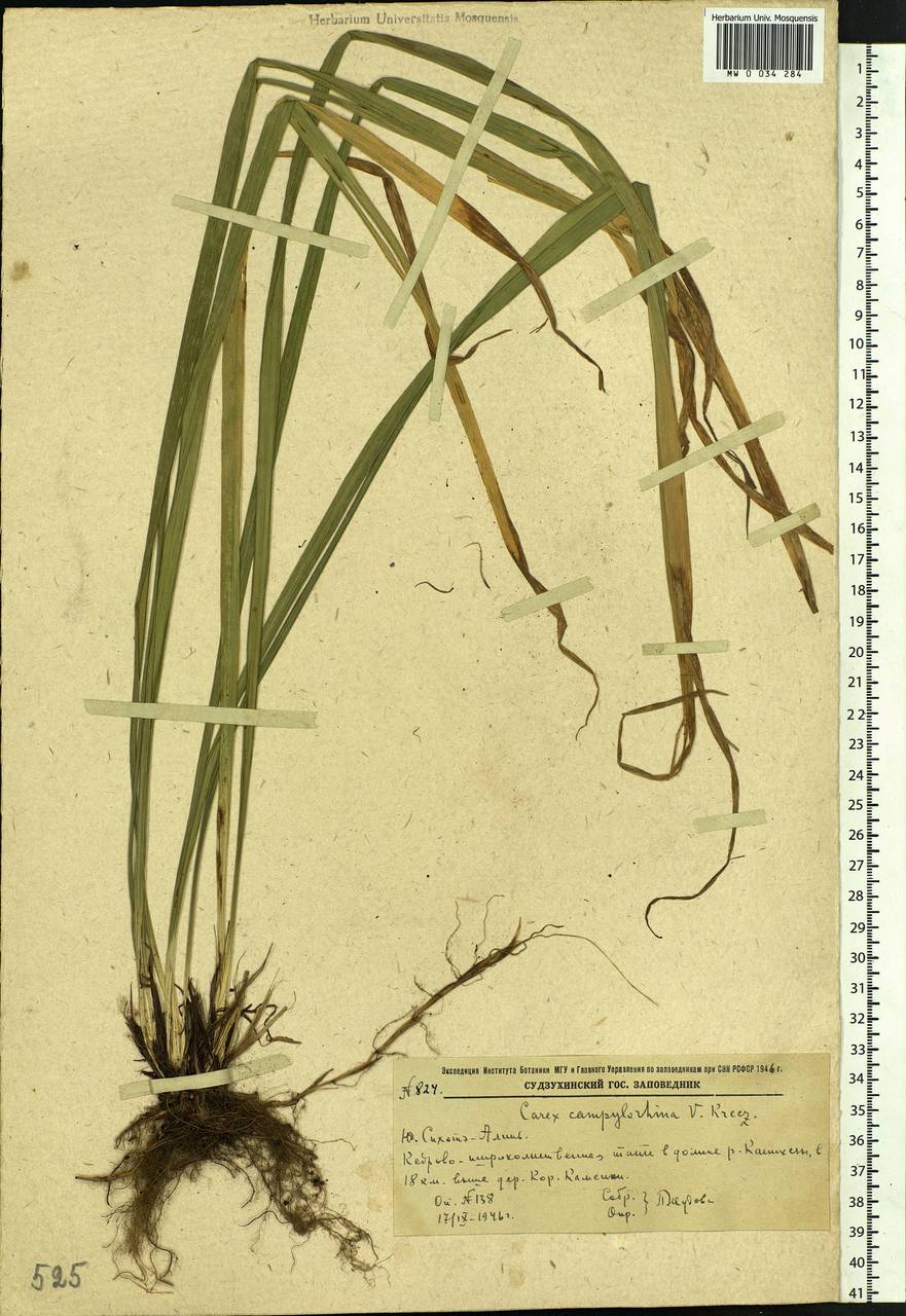 Carex auriculata Franch., Siberia, Russian Far East (S6) (Russia)