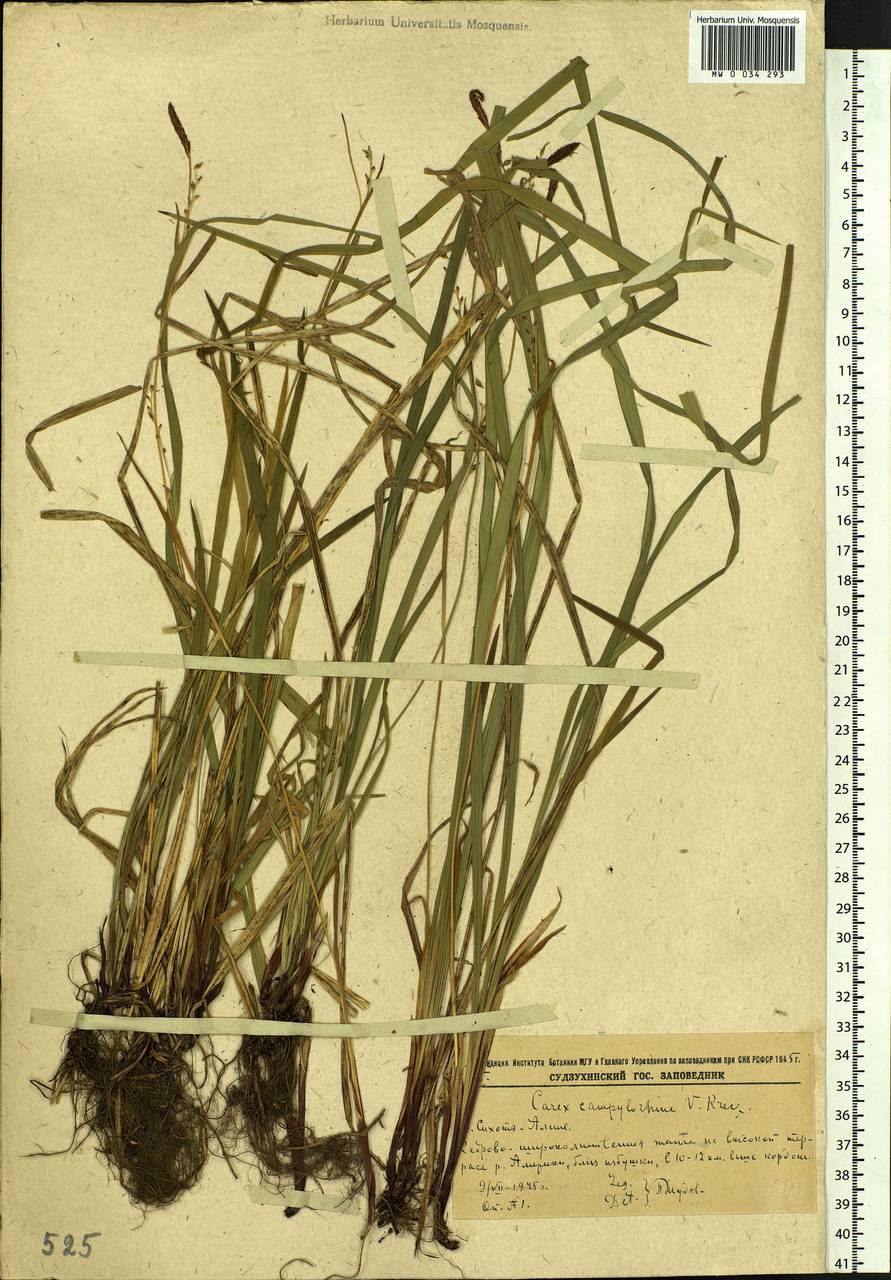 Carex campylorhina V.I.Krecz., Siberia, Russian Far East (S6) (Russia)