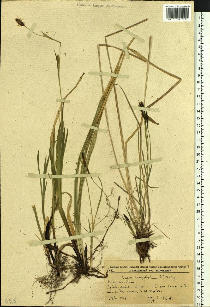Carex auriculata Franch., Siberia, Russian Far East (S6) (Russia)