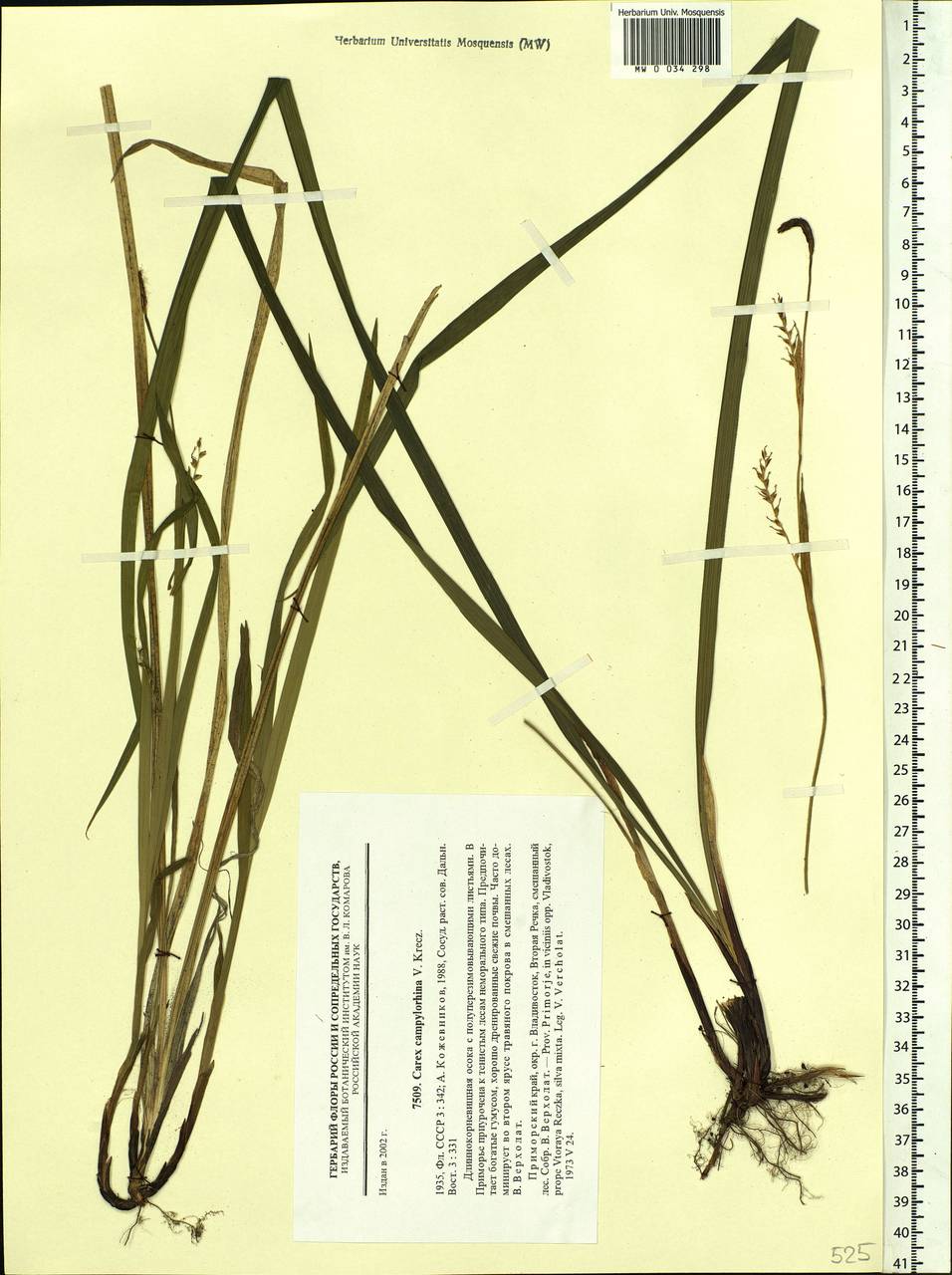 Carex campylorhina V.I.Krecz., Siberia, Russian Far East (S6) (Russia)