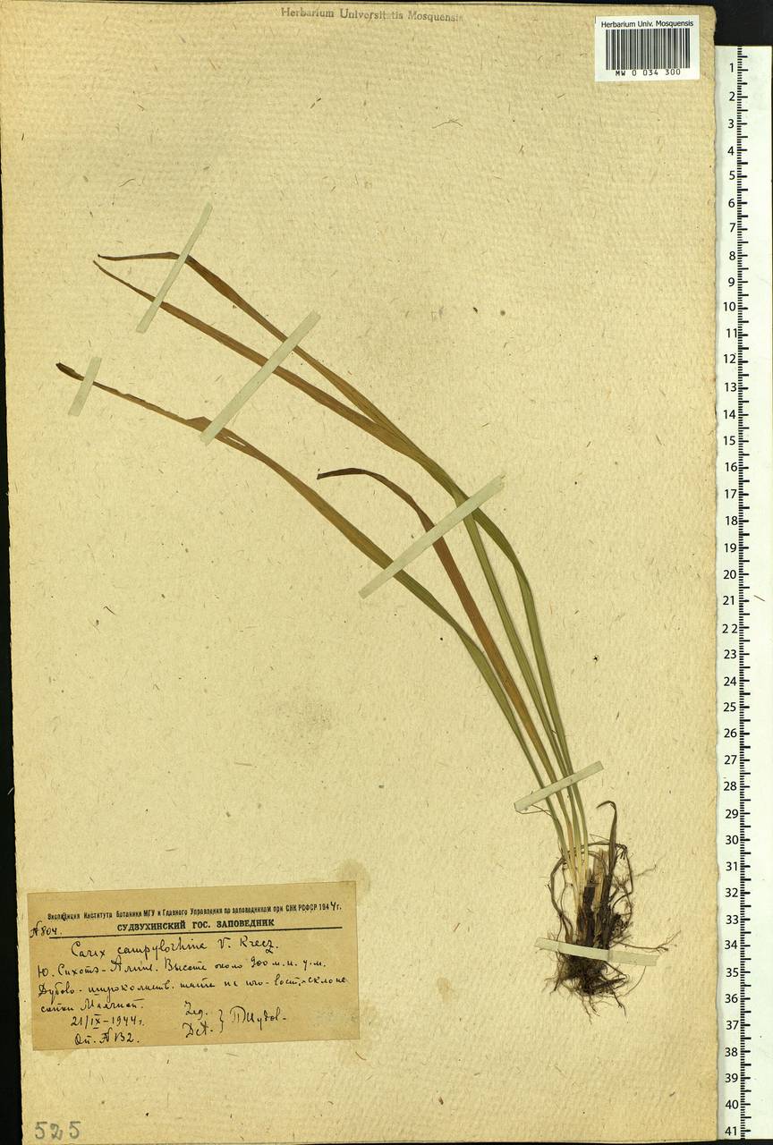 Carex campylorhina V.I.Krecz., Siberia, Russian Far East (S6) (Russia)