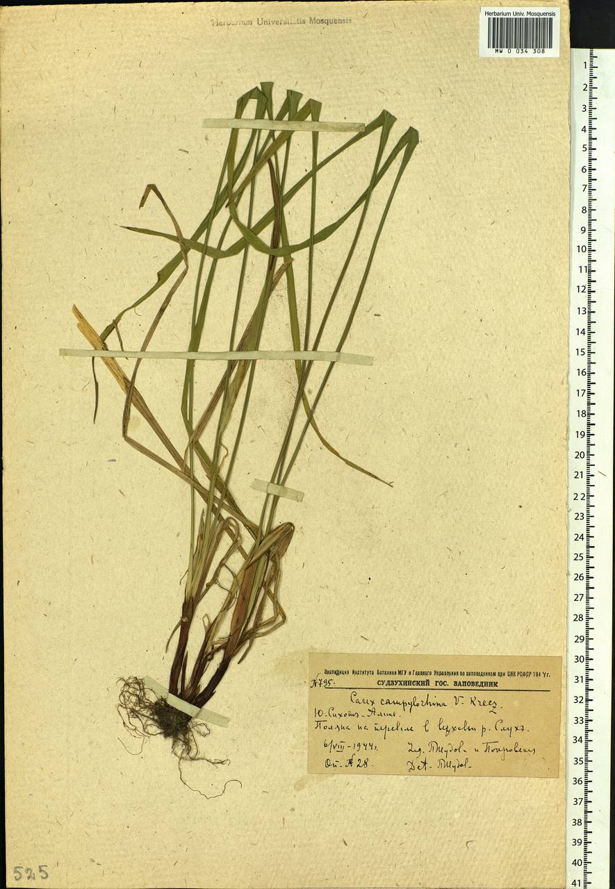 Carex auriculata Franch., Siberia, Russian Far East (S6) (Russia)
